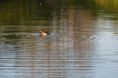 Kendine özgü baş tüyleri olan bir Büyük Tepe Yunusu karanlık ve sakin sularda yüzer. Eşmerkezli dalgalanmalar yaratır ve altın ışık yüzeye yansıtır..