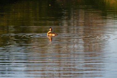 Kendine özgü baş tüyleri olan bir Büyük Tepe Yunusu karanlık ve sakin sularda yüzer. Eşmerkezli dalgalanmalar yaratır ve altın ışık yüzeye yansıtır..