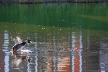 Volendam 'ın sakin sularında sazlıkların yakınında yüzen Büyük Tepe Yunusu' nun yakın çekimi. Sazlıklar ve kuşlar yeşil yüzeye yansıyor..