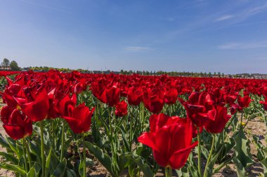 Geniş renkli lalelerden oluşan geniş bir alan. Birden fazla çizgi ve sıra mesafelere kadar uzanıyor. İkonik, güneşli bir Hollanda bahar sahnesi.