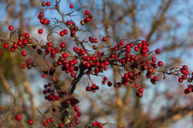Palava 'nın kış manzarasında, dalların üzerinde kırmızı dikenli böğürtlenlerin yakın çekimi. Güney Moravya, Çek Cumhuriyeti 'nden doğa motifi.