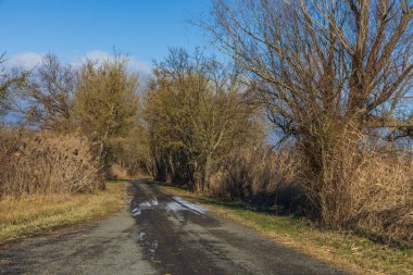 Eriyen kar ve buz kalıntılarıyla asfalt bir köy yolunun perspektifi. Yol yapraksız ağaçlar ve açık mavi gökyüzünün altında kuru sarı kamışlarla çevrili. Yolculuk kavramı, kırsal alan ve değişen mevsimler