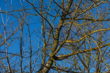 Canlı sarı kabuklu yosunlarla kaplı çıplak ağaç dallarının detaylı bir alçak açılı görüntüsü. Dallardan oluşan karmaşık ağ, sert ve derin bir mavi kış gökyüzüne karşı doğal bir şablon oluşturur. Parlak güneş ışığı kabuk ve liken dokusunu vurgular