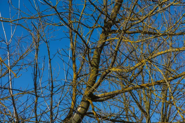 Canlı sarı kabuklu yosunlarla kaplı çıplak ağaç dallarının detaylı bir alçak açılı görüntüsü. Dallardan oluşan karmaşık ağ, sert ve derin bir mavi kış gökyüzüne karşı doğal bir şablon oluşturur. Parlak güneş ışığı kabuk ve liken dokusunu vurgular