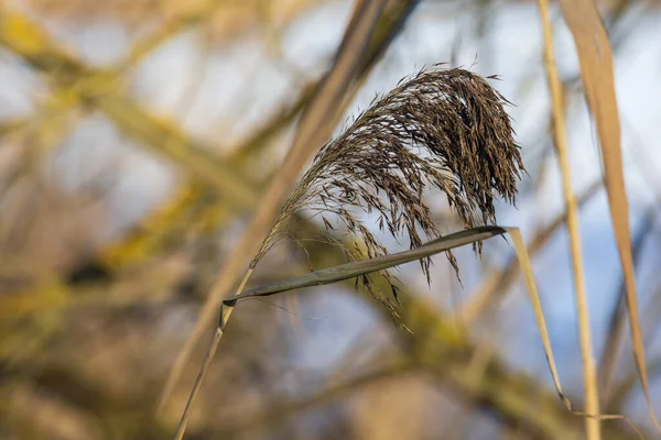 Tek bir kuru sazlığın (Phragmites australis) makro görüntüsü. Tüyün altın-kahverengi dokusu yumuşak, bulanık kış arka planına karşı sığ bir alan derinliği ile yakalanır. Doğal güneş ışığı hassas noktayı vurgular.