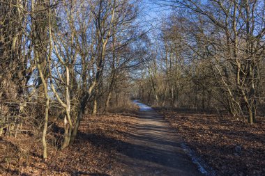 Kışın sonlarında yaprak döken bir ormanın içinden geçen manzaralı bir toprak yol. Zemin koyu kahverengi yapraklarla kaplıyken, çıplak dallar açık mavi gökyüzüne karşı yoğun bir ağ oluşturur. Yumuşak güneş ışığı ağaçların arasından süzülüyor.
