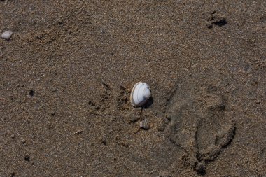 Kuzey Denizi kıyısındaki kumların üzerinde duran küçük beyaz bir deniz kabuğunun makro çekimi. Parlak güneş ışığı altında küçük ayak izleri ve parçalar olan kumun dokusu. Minimalizm, doğal detaylar ve yaz tatili kavramı.