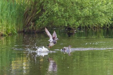 Su yüzeyinden uçan bir Gadwall çiftinin (Mareca Strepera) aksiyon fotoğrafları. Görüntü, su sıçratma, kanat hareketi ve yemyeşil nehir kıyısı arkaplanı içerir..