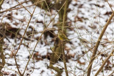 Kışın çalıların arasında çıplak bir dalda oturan Avrupalı bir ispinoz (Chloris Chloris). Karlı ve bulanık orman geçmişli doğal vahşi yaşam sahnesi.