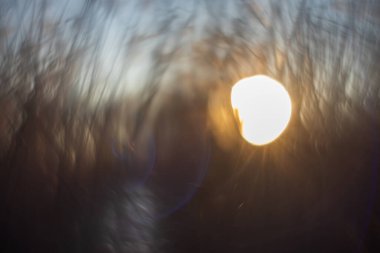 Yüksek derecede estetik ve soyut bir çekim. Güneş diski, bulanık çimenler ve kamışların arasından parlıyor. Görüntü rüya gibi, melankolik, yumuşak altın ve mavimsi tonlarda bir atmosfer yaratmak için kasıtlı bulanık teknikler kullanır. Arti olarak ideal.