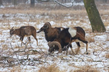 Bir grup Mouflon koyunu (Ovis aries musimon) karlı bir çayırda. Etkileyici boynuzları olan baskın bir koç dilini uzatıyor (Flehmen tepkisi) diğerleri ormanın yakınındaki soğuk kış manzarasında otlarken.
