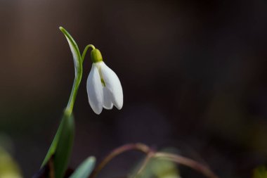 İlkbaharın başlarında açan tek bir beyaz kar damlası çiçeğinin (Galanthus nivalis) büyüleyici bir makro görüntüsü. Sanatsal aydınlatma ve karanlık, kasvetli arka plan çiçeğin narin dokusunu ve saflığını vurgular..