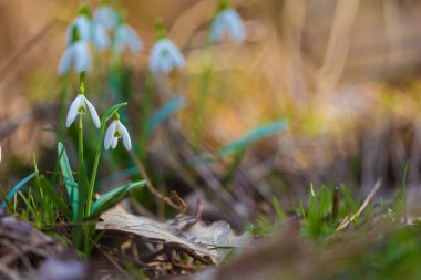Çerçevenin sol tarafında beyaz kardelenin (Galanthus nivalis) çarpıcı bir makro görüntüsü yer almaktadır. Sağ tarafta orman zemininin yumuşak, altın bir bokeh arka planı var, metin için mükemmel bir kopya alanı sağlıyor. E 'nin güzel bir temsili.