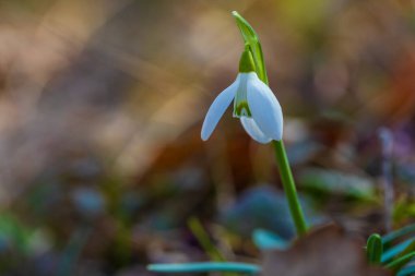 Yalnız beyaz bir kar damlasının (Galanthus nivalis) baş döndürücü bir makro görüntüsü ilkbahar ormanlarının başlarında çiçek açıyor. Görüntü, keskin odak noktasındaki narin çiçeği, doğal güzelliği ve saflığı temsil eden canlı, yumuşak bir bokeh arka planına karşı sergiliyor.