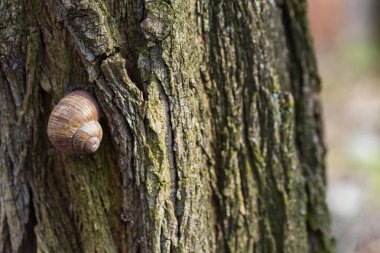 Bahar ormanındaki bir ağacın dokulu kabuğunda bir Romalı salyangozun (Helix pomatia) detaylı bir makro görüntüsü. Görüntü, yüzeysel bir alan derinliği ve sağ tarafta önemli bir kopyalama alanı içeriyor, bu da onu grafik tasarım ve düzenleme için mükemmel kılıyor..