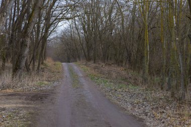 Hafif bir kış günü, çıplak ağaçlarla kaplı toprak orman yolu manzarası. Görüntü, huzurlu orman atmosferini, nemli toprağın dokusunu ve doğanın kalbine giden bir yolun perspektifini yakalıyor..