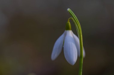 Yakın planda tek bir kar damlasının (Galanthus nivalis) zarif bir kenar görüntüsü. Çekim, beyaz yaprakların hassas dokusunu ve yeşil sapın pürüzsüz çizgisini, pürüzsüz, kahverengi-yeşil arka planına karşı vurguluyor.