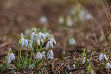 İlkbaharın ilk müjdecileri. Beyaz kar damlası çiçekleri. Galanthus nivalis, yumuşak bulanık arka planlı, doğal bir orman ortamında kuru çimlerin arasında büyüyor..