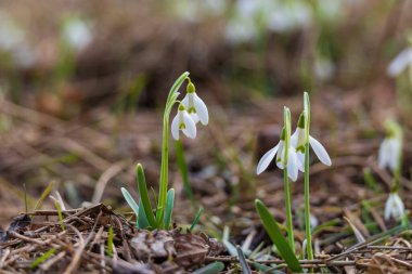 Geçen yıl düşen yapraklar ve kuru otlardan ortaya çıkan çok sayıda yaygın kar damlası (Galanthus nivalis) kümesinin yakın plan çekimi. Yumuşak bokeh ve dağınık ışık ile doğal bahar ortamı.