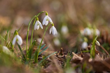 Bir grup beyaz kardelen (Galanthus nivalis) doğal orman ortamında çiçek açıyor. Yumuşak bahar güneşi yaprakların arasından doğanın bulanık arka planına ve kurumuş yapraklara doğru parıldar..