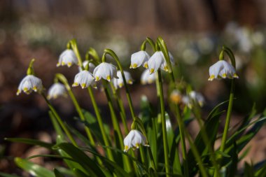 Bahar Kar Tanesi 'nin (Leucojum vernum) büyüleyici bir makro görüntüsü. Düşük alan derinliği, beyaz çanları ve yeşil kökleri güneş ışığıyla aydınlanan ormanın kaygan arka planına karşı izole eder. Yüksek kaliteli çiçek fotoğrafçılığı.