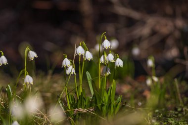 Çeşitli kompozisyonlarda Bahar Kar Taneleri (Leucojum vernum) içeren bir fotoğraf koleksiyonu.