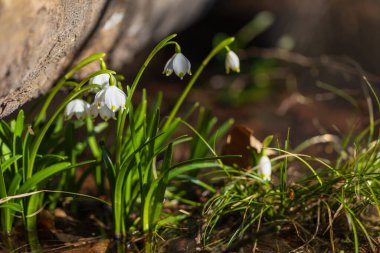 Islak bir orman ortamında çiçek açan Bahar Kar Taneleri 'nin (Leucojum vernum) yakın plan ve orta ölçekli görüntüleri. Görüntülerde yeşil yosun, su yansımaları ve eski sonbahar yapraklarına karşı sarı uçlu beyaz çiçekler sergileniyor. Doğal bahar güneş ışığı.