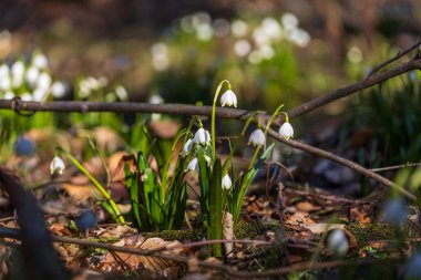 Islak bir orman ortamında çiçek açan Bahar Kar Taneleri 'nin (Leucojum vernum) yakın plan ve orta ölçekli görüntüleri. Görüntülerde yeşil yosun, su yansımaları ve eski sonbahar yapraklarına karşı sarı uçlu beyaz çiçekler sergileniyor. Doğal bahar güneş ışığı.