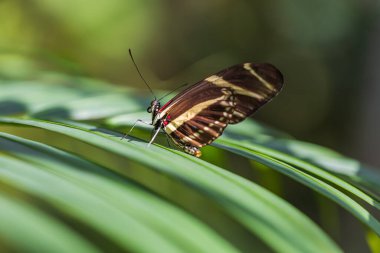 Zebra Uzunkanat Kelebeği 'nin (Heliconius charithonia) doğal ortamında çekilmiş makro fotoğraf koleksiyonu. Görüntüler, kelebeği yeşil bir palmiye yaprağında arka planda dinlenirken ve parlak kırmızı Kalanchoe çiçekleriyle beslenirken yakalıyor. Vibra