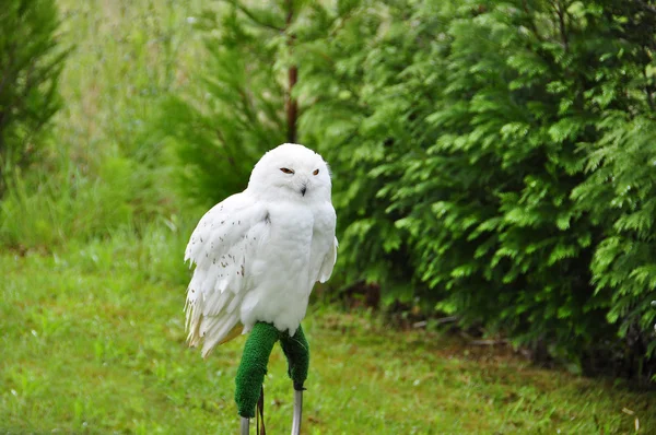 Sevimli kar baykuşu