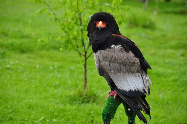     Bateleur Eagle/ Terathopius ecaudatus/