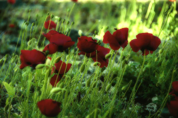 Unfocused red poppies — Stock Photo, Image