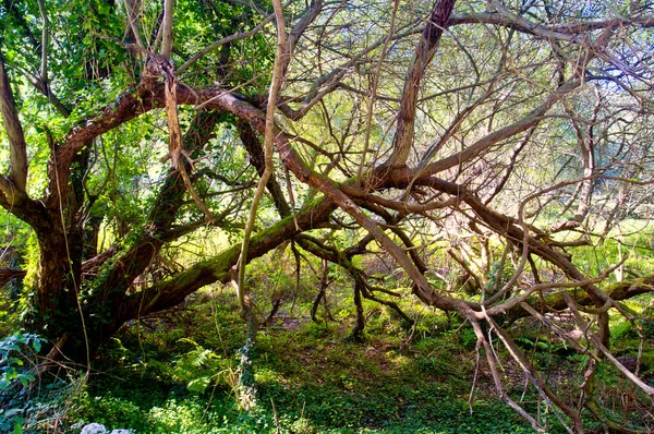 Uzun dallar ile yapraksız ağaçta görüntüleyin — Stok fotoğraf