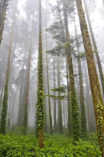 Вид на туманный зеленый лес — стоковое фото