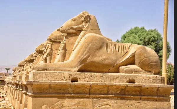 Molte sculture egizie in fila — Foto Stock