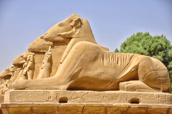 Muchas esculturas egipcias en fila — Foto de Stock