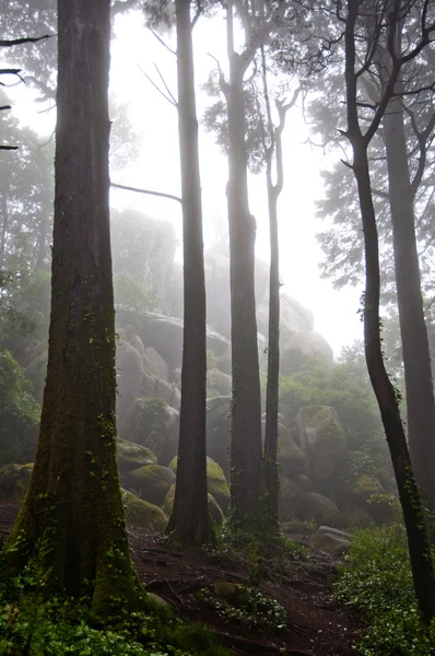 霧深い緑の森を表示します。 — ストック写真