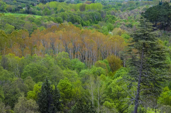 Widok na korony drzew jasny zielony — Zdjęcie stockowe