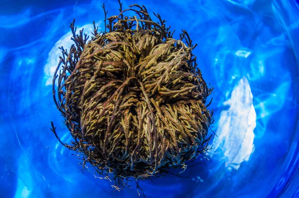 Pembe kapalı jerico