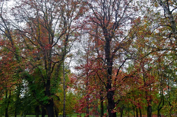 Bäume im Herbst — Stockfoto