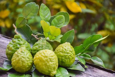 Kaffir lime fruits on wooden table and natural blurred backgound. Kaffir lime fruit is used to be food ingredients in Thailand and herb to care human health. clipart