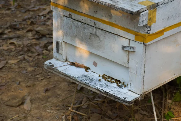 Biologische Bienenhaltung Unter Dem Longanbaum Norden Thailands — Stockfoto