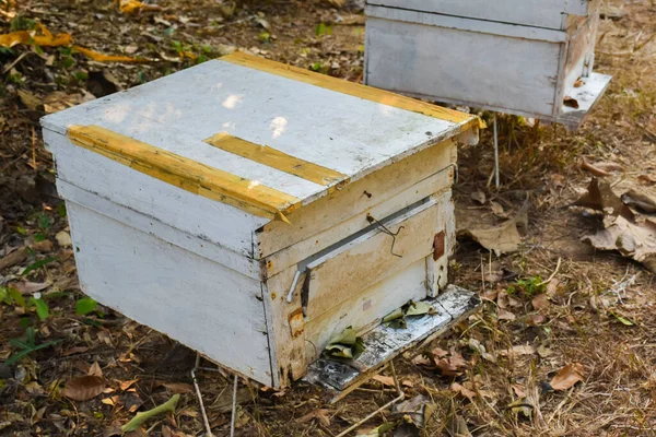 Biologische Bienenhaltung Unter Dem Longanbaum Norden Thailands — Stockfoto