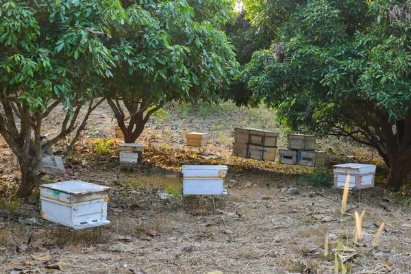 Organic Beekeeping Longan Tree Northern Part Thailand — Stock Photo, Image