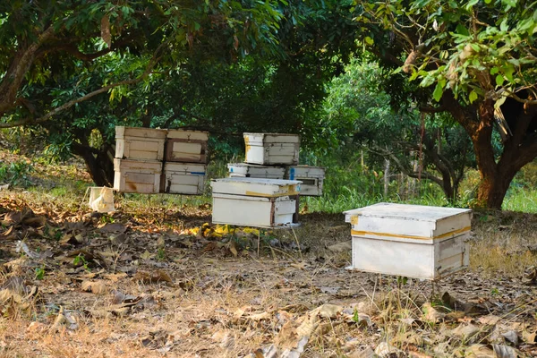 Organic Beekeeping Longan Tree Northern Part Thailand — Stock Photo, Image