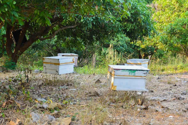 Biologische Bienenhaltung Unter Dem Longanbaum Norden Thailands — Stockfoto