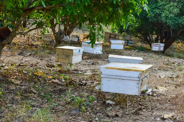 Organic Beekeeping Longan Tree Northern Part Thailand — Stock Photo, Image