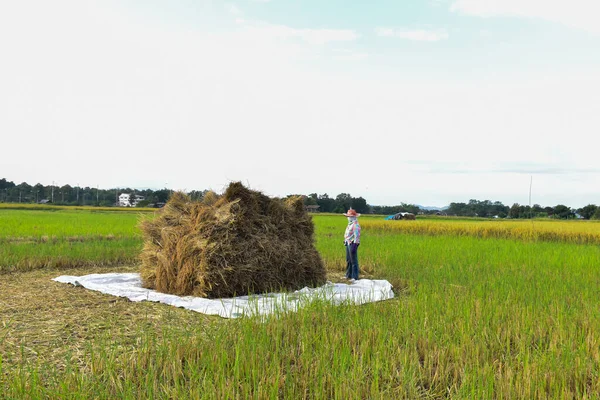 Los Agricultores Tailandeses Apilan Las Espigas Secas Arroz Las Apilan —  Fotos de Stock