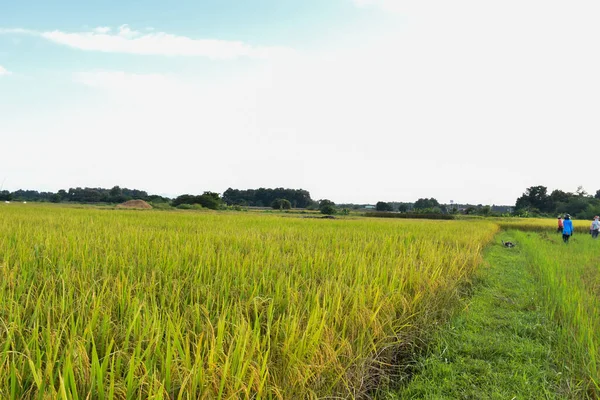 Paisaje Arrozal Tarde Del Día Tailandia —  Fotos de Stock