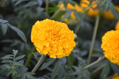 Arkaplanı bulanık, seçici odaklı sarı kadife çiçeği.